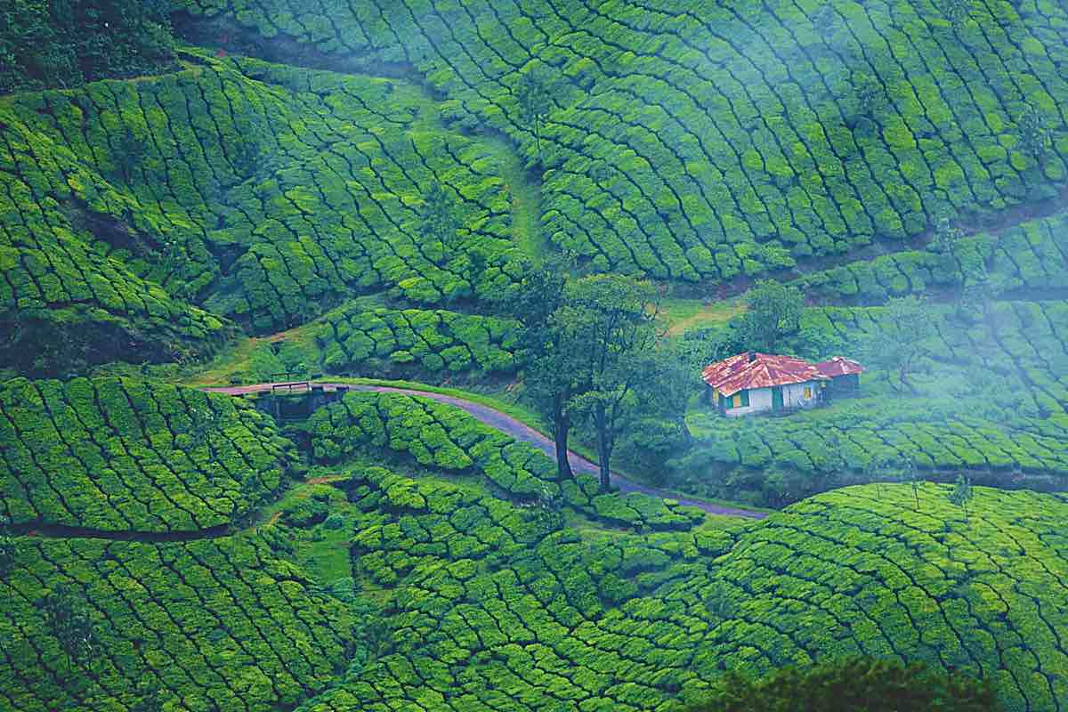 Giardini del Tè a Munnar